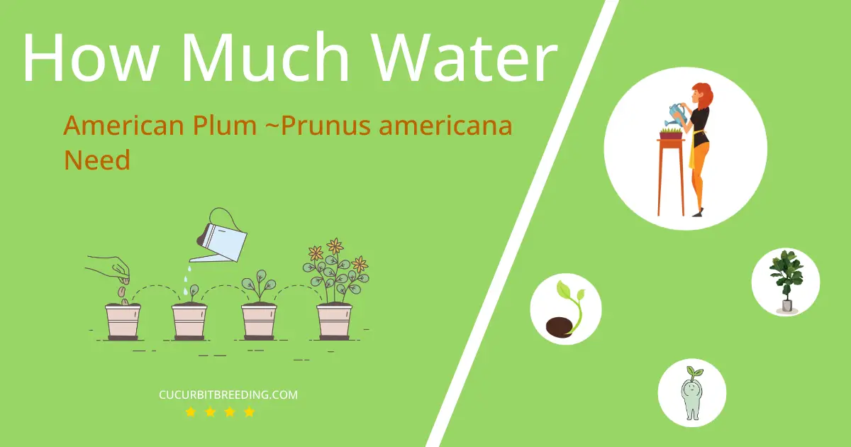 how often to water american plum prunus americana