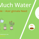 how often to water amur maple acer ginnala
