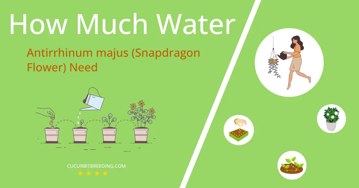 how often to water antirrhinum majus snapdragon flower