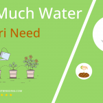how often to water aonori