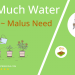 how often to water apple malus