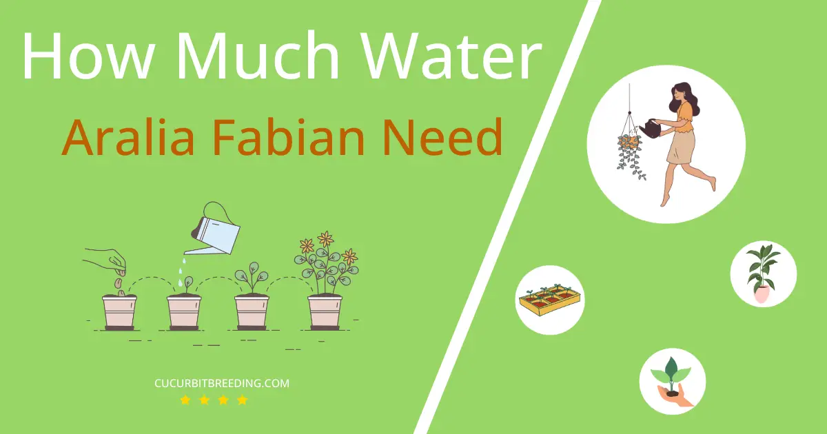 how often to water aralia fabian
