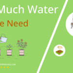 how often to water arame