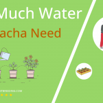 how often to water arracacha