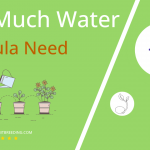 how often to water arugula