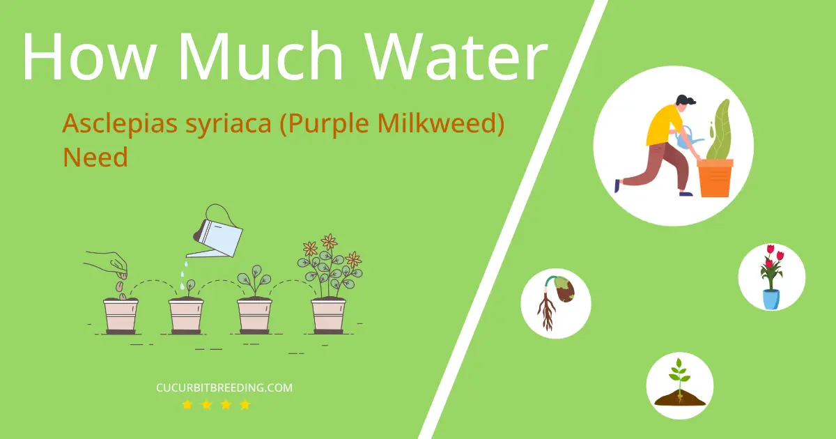 how often to water asclepias syriaca purple milkweed