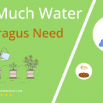 how often to water asparagus