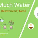 how often to water astrantia masterwort