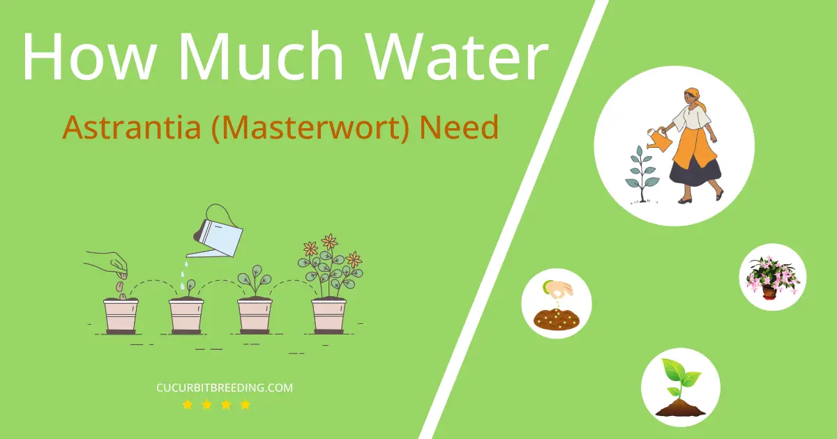 how often to water astrantia masterwort