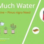 how often to water austrian pine pinus nigra