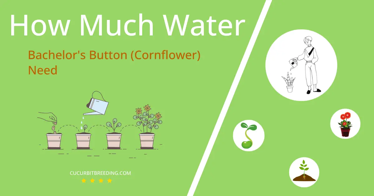 how often to water bachelors button cornflower