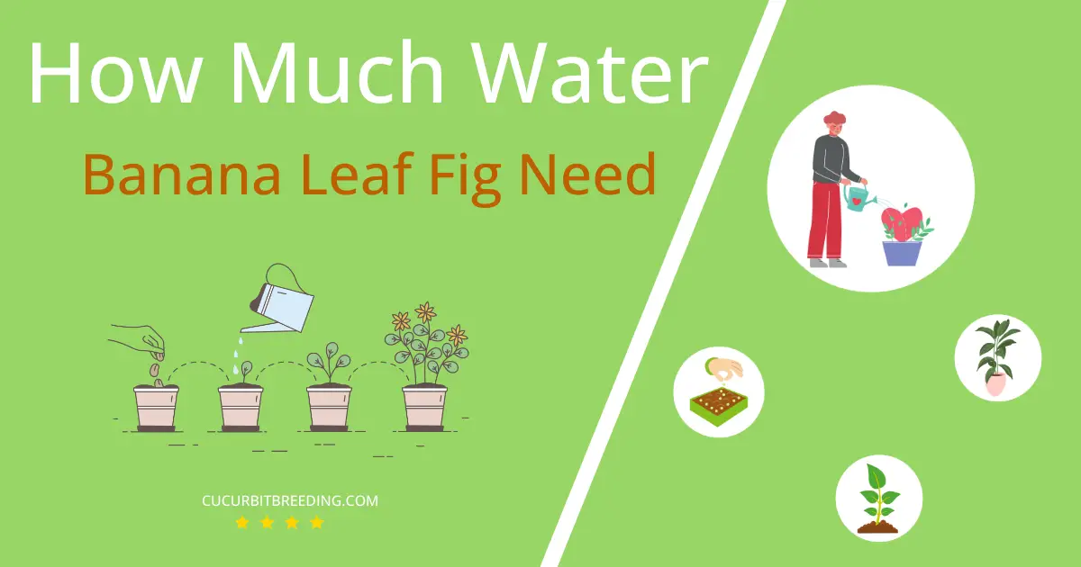 how often to water banana leaf fig
