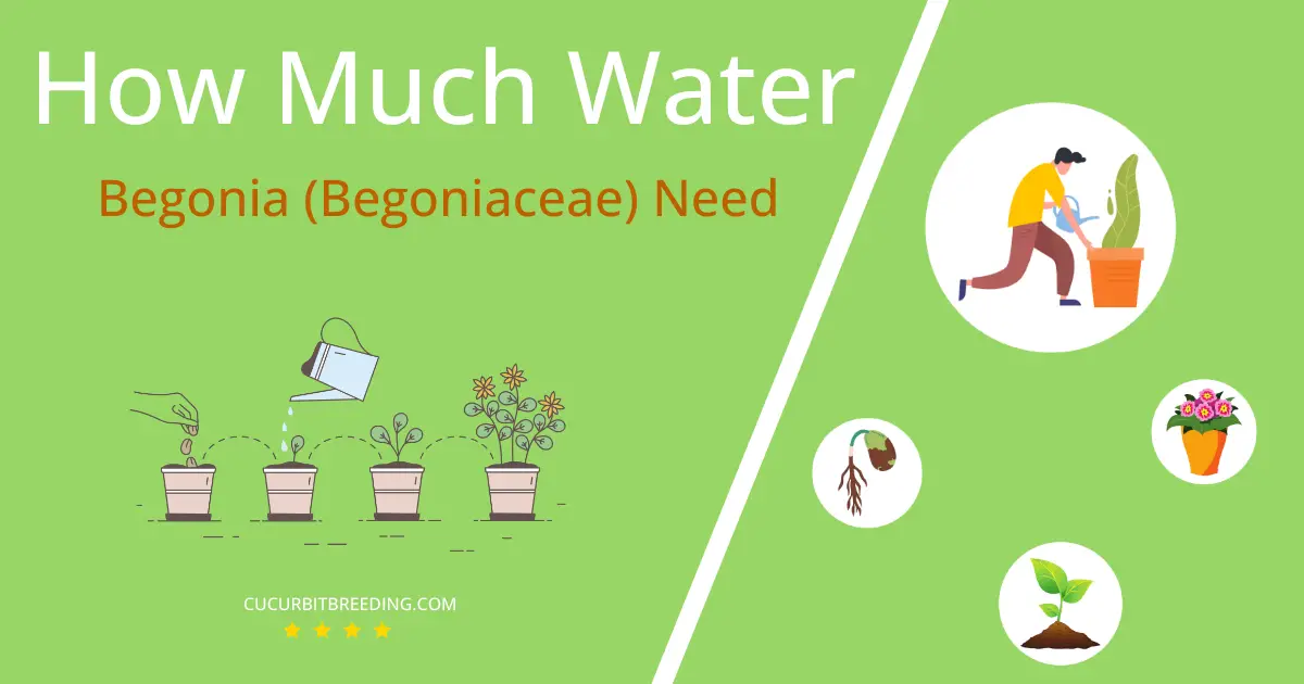 how often to water begonia begoniaceae