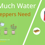 how often to water bell peppers