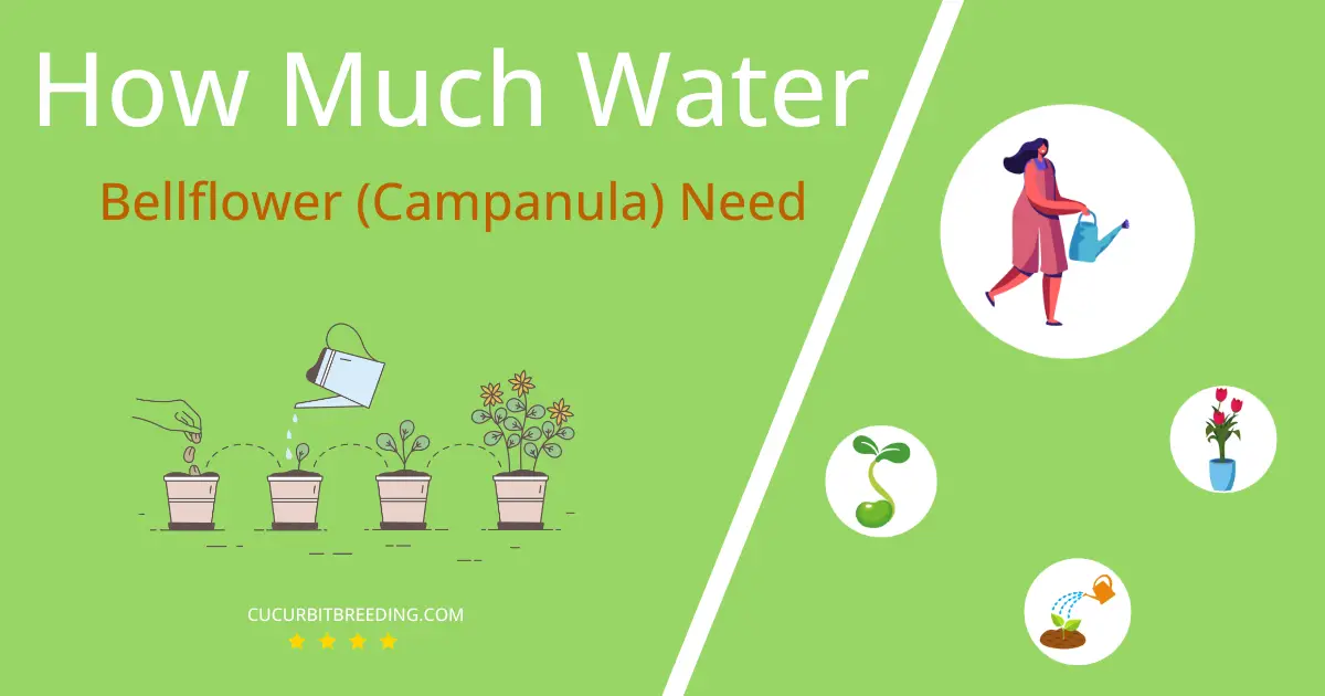 how often to water bellflower campanula
