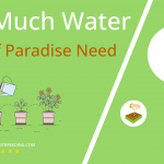 how often to water bird of paradise