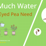 how often to water black eyed pea