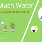how often to water black eyed susan rudbeckia