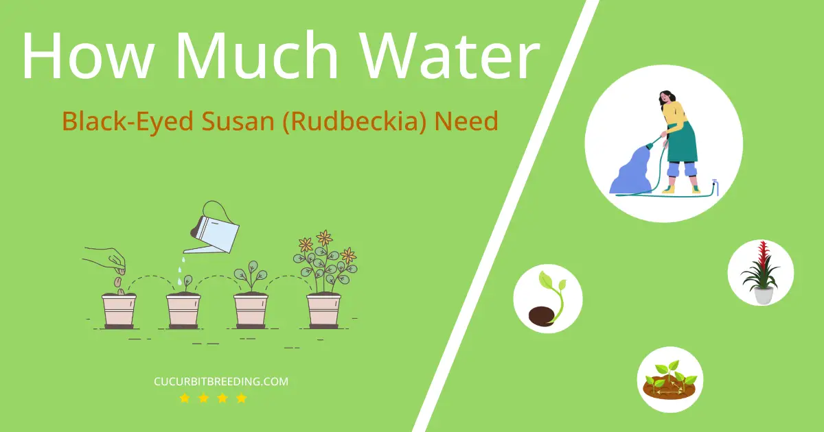 how often to water black eyed susan rudbeckia