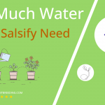 how often to water black salsify