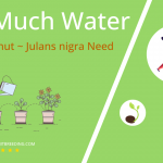 how often to water black walnut julans nigra