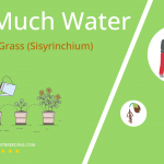 how often to water blue eyed grass sisyrinchium