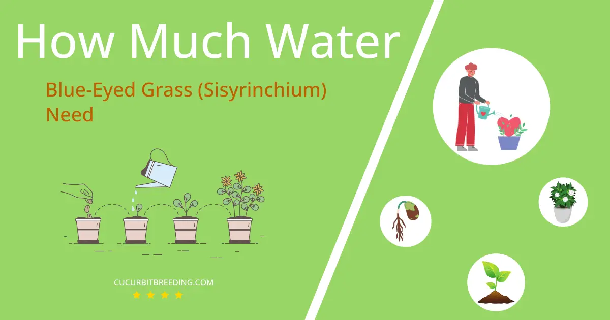 how often to water blue eyed grass sisyrinchium