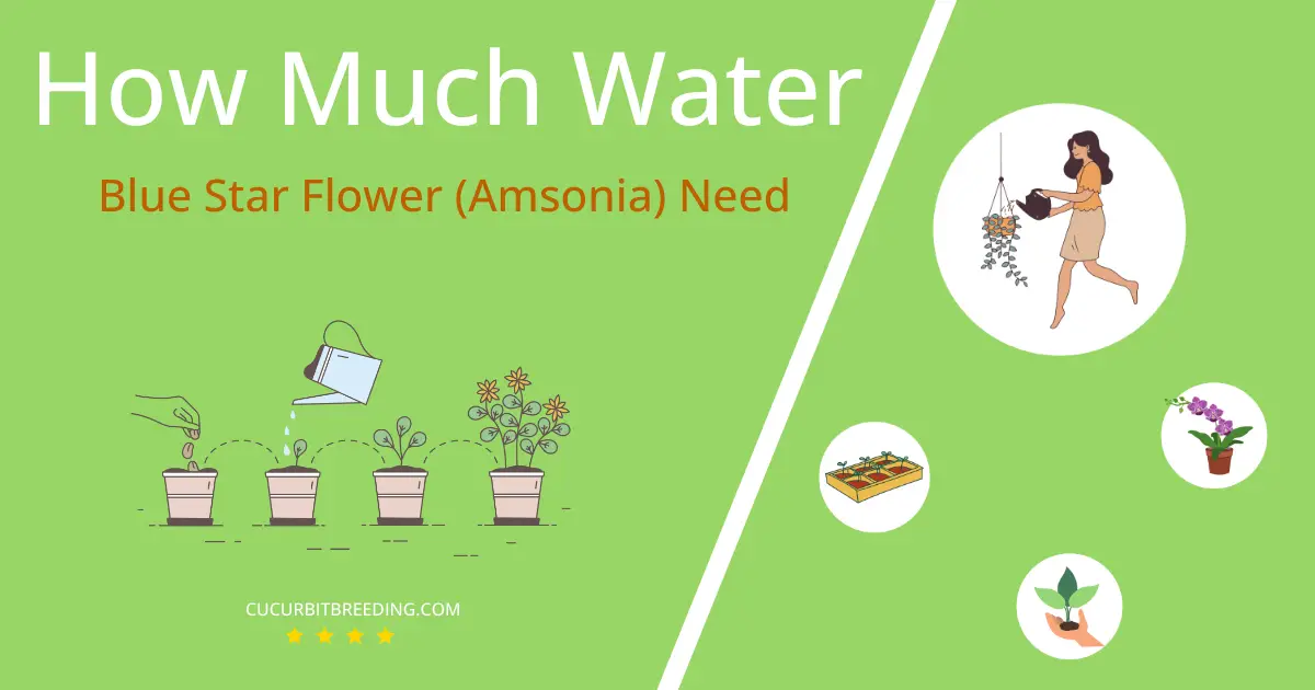 how often to water blue star flower amsonia
