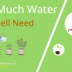 how often to water bluebell