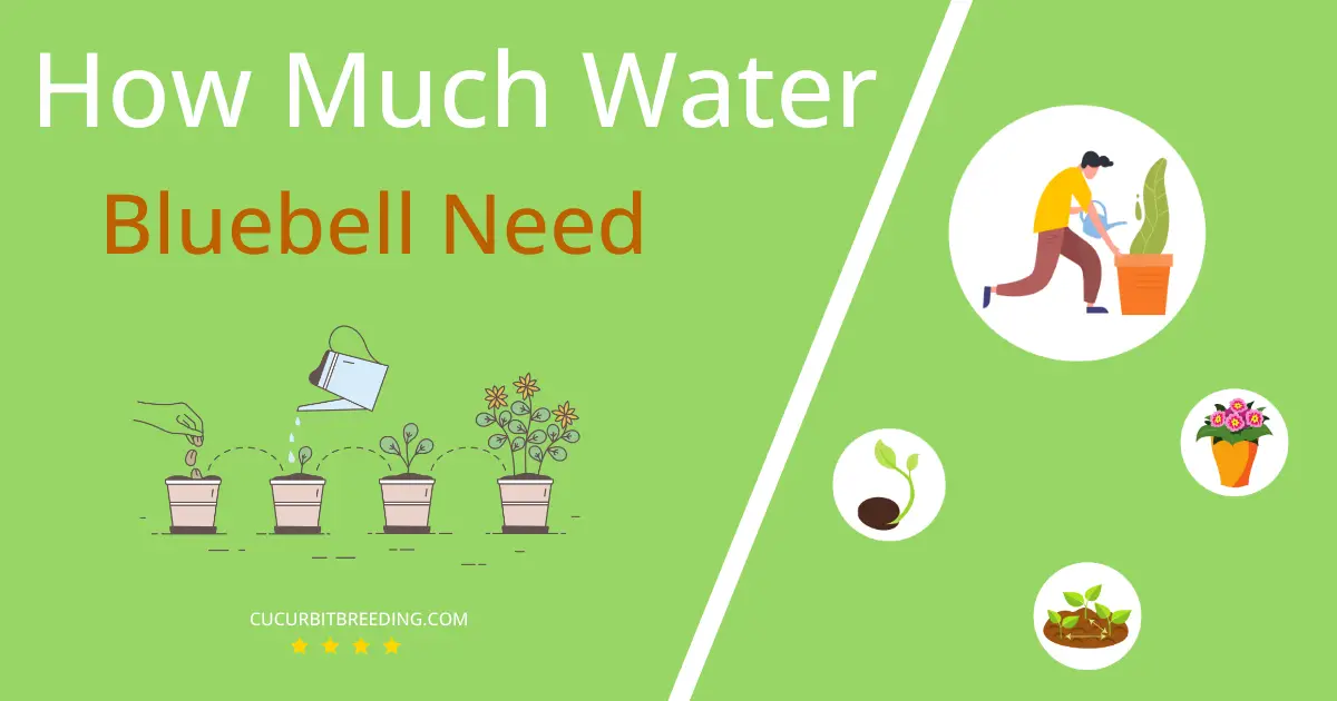 how often to water bluebell