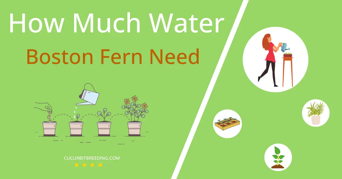 how often to water boston fern