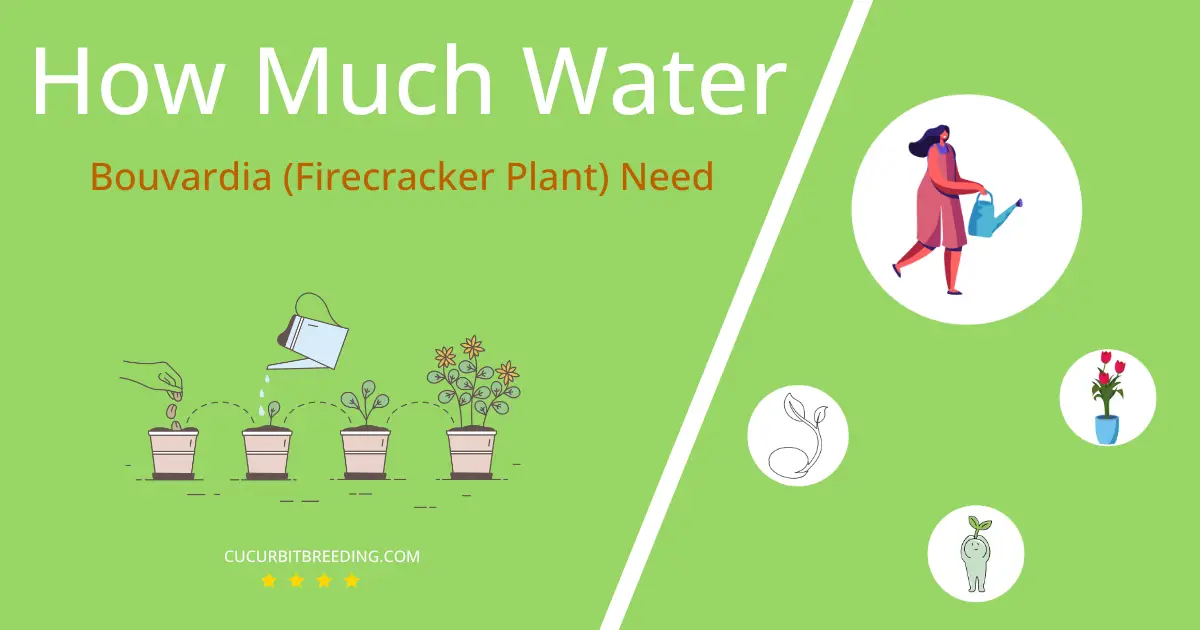 how often to water bouvardia firecracker plant