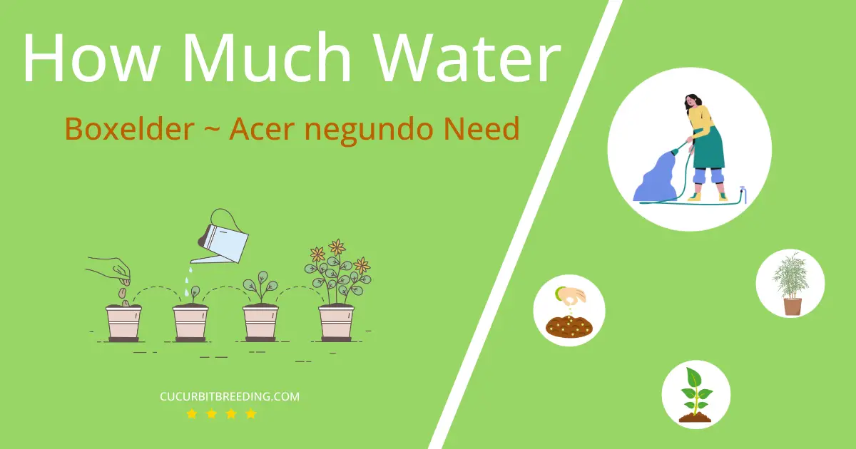 how often to water boxelder acer negundo