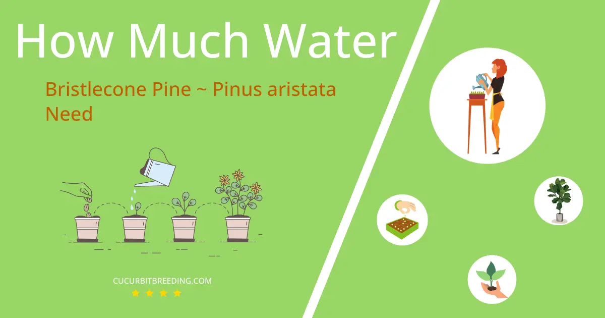 how often to water bristlecone pine pinus aristata