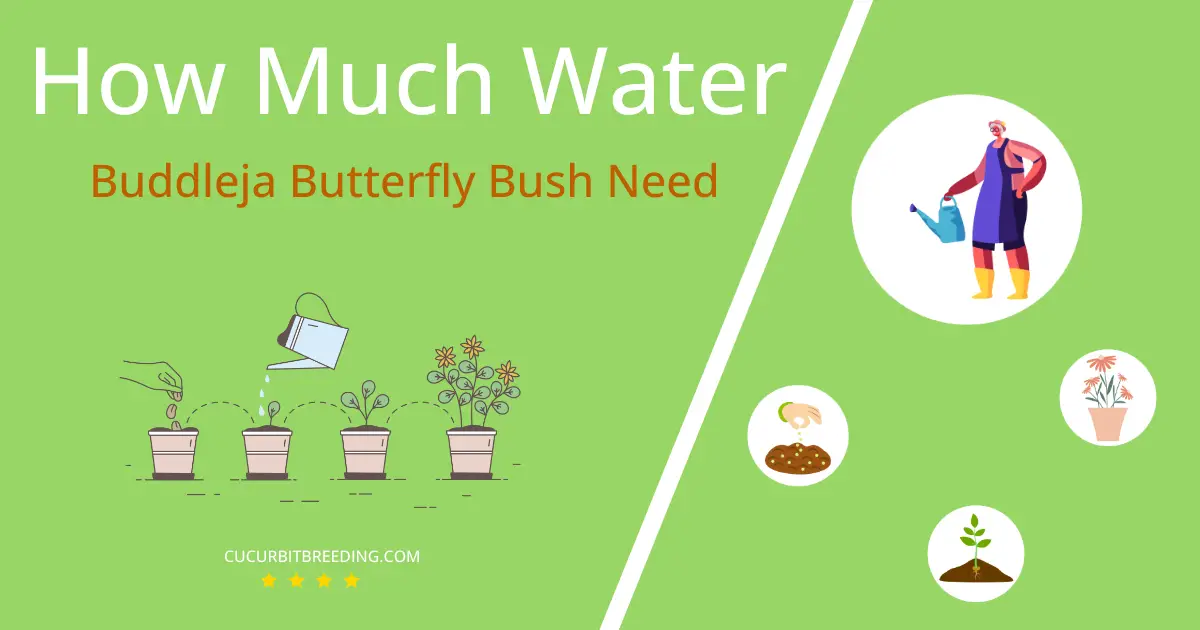 how often to water buddleja butterfly bush