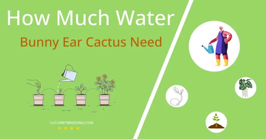 how often to water bunny ear cactus