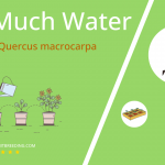 how often to water bur oak quercus macrocarpa