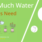 how often to water cactus