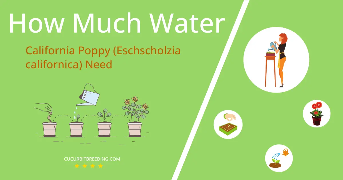 how often to water california poppy eschscholzia californica
