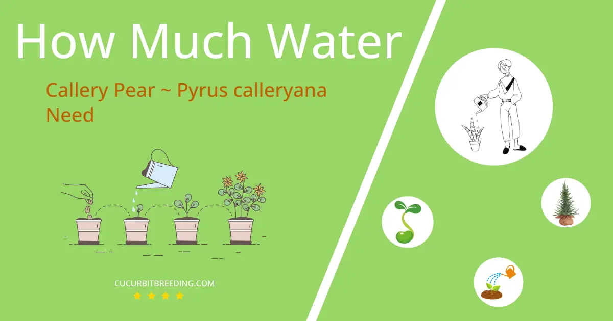 how often to water callery pear pyrus calleryana
