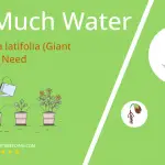 how often to water campanula latifolia giant bellflower