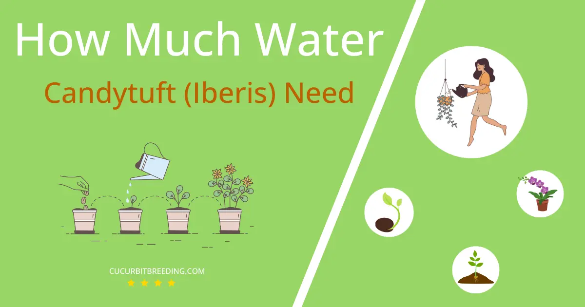 how often to water candytuft iberis