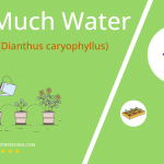 how often to water carnation dianthus caryophyllus