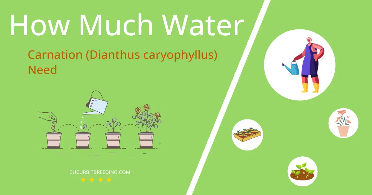 how often to water carnation dianthus caryophyllus