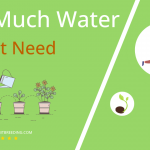 how often to water carrot