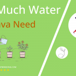 how often to water cassava
