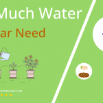how often to water catsear