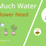 how often to water cauliflower