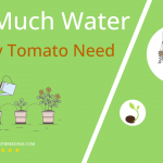 how often to water cherry tomato