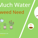 how often to water chickweed